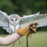Birds Training