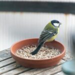 Birds Food