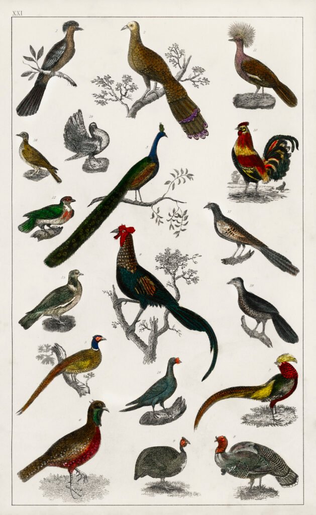 Pet Bird Species and Types