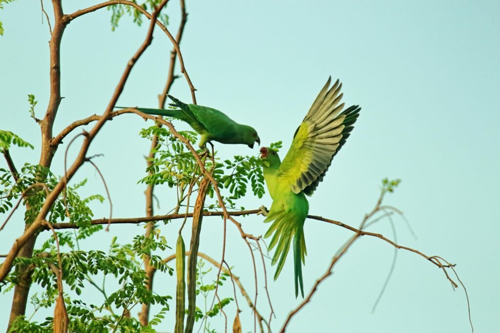 How to guide a pet bird for beginners