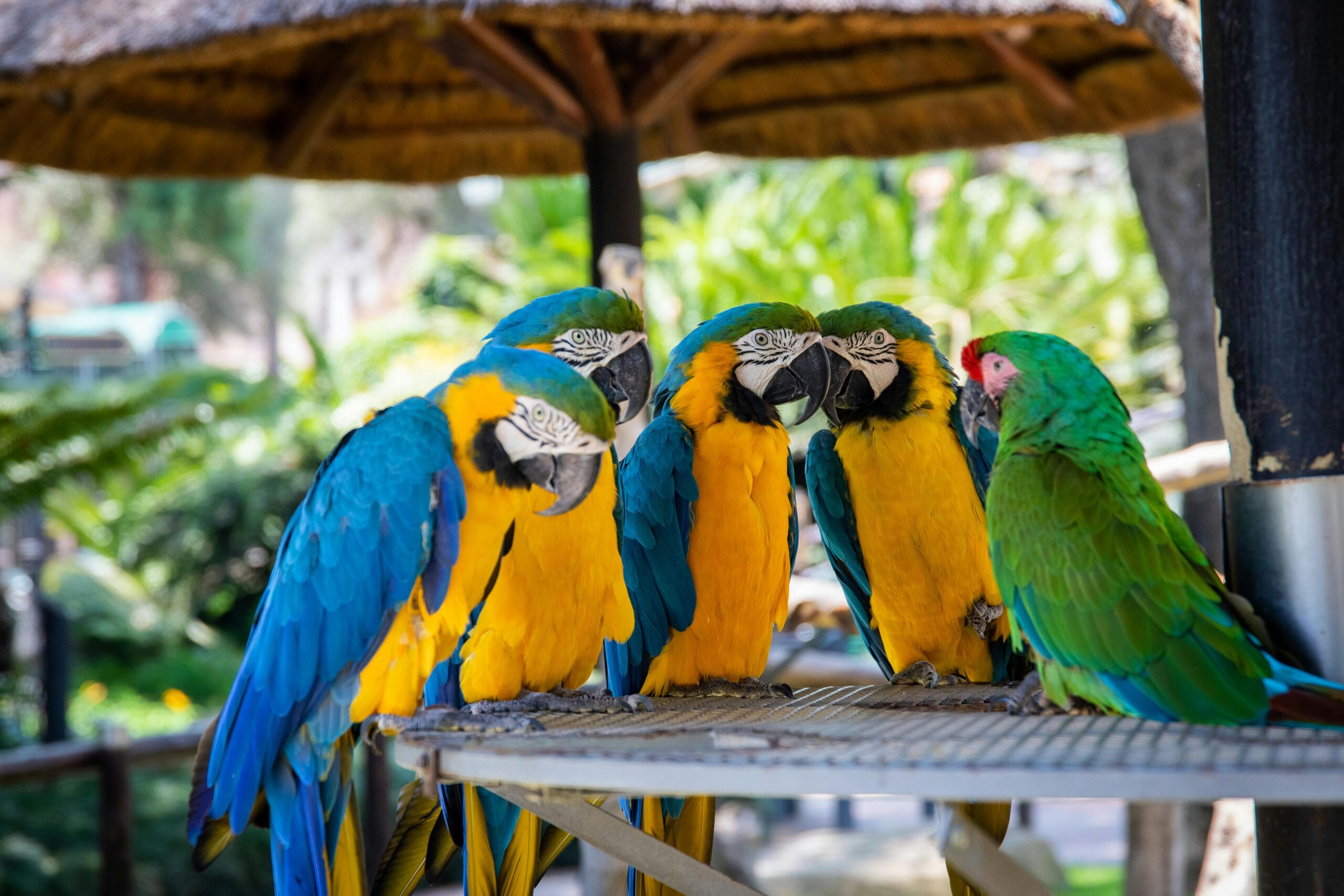 What Do Parrots Eat?