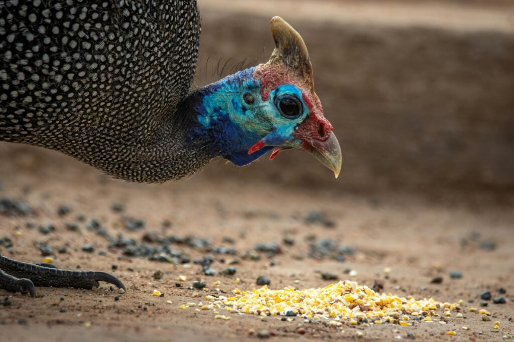 “Best Bird Seed for Birds: A Complete Guide”