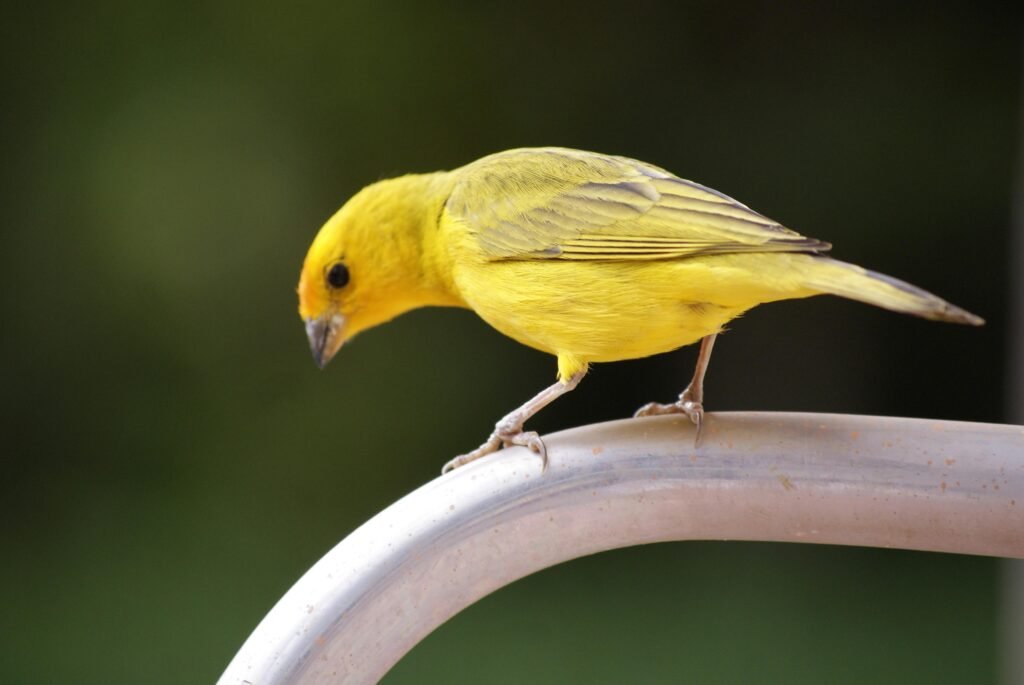 Canary Food