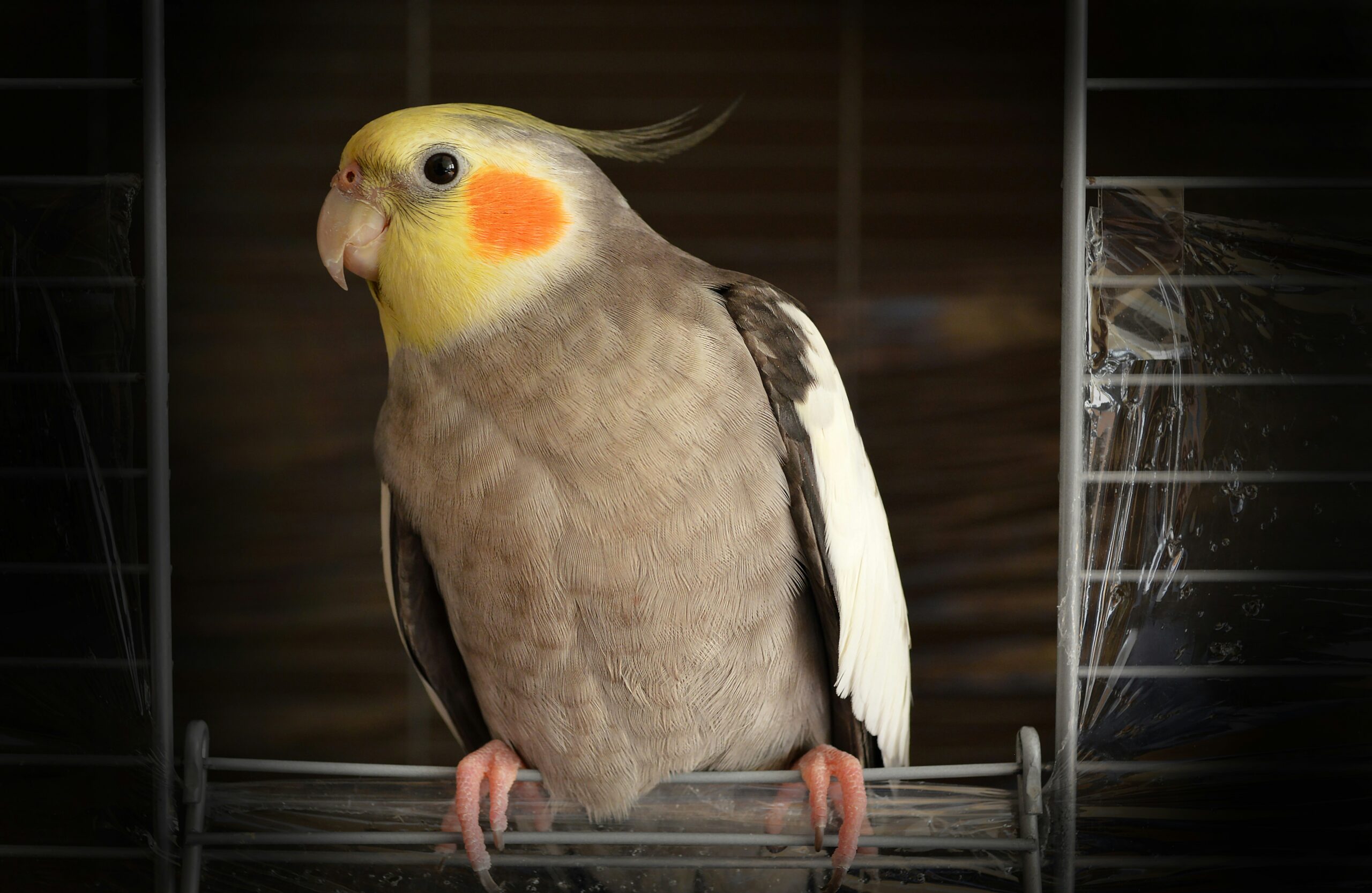 Best Cockatiel Food