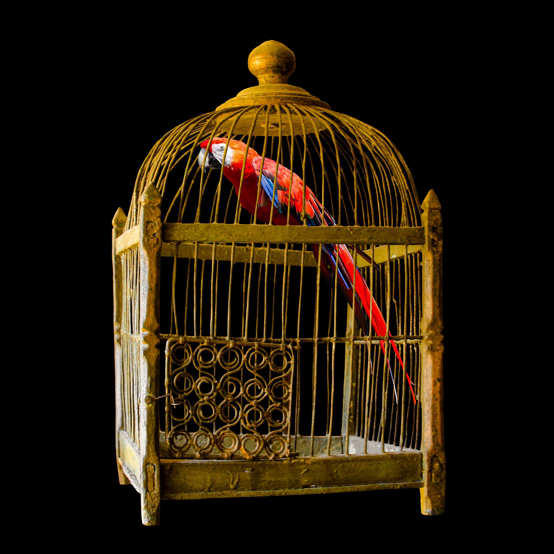 Parrot Cages