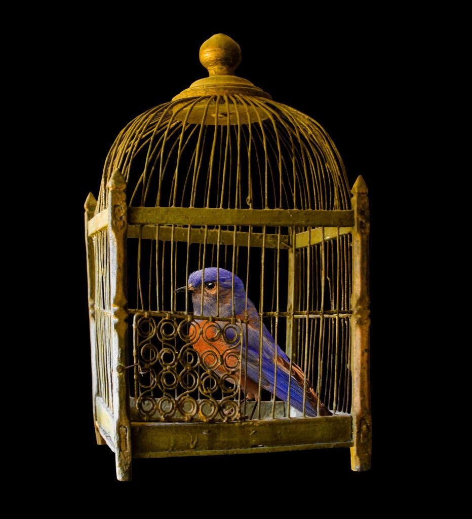 Budgerigar Bird Cage