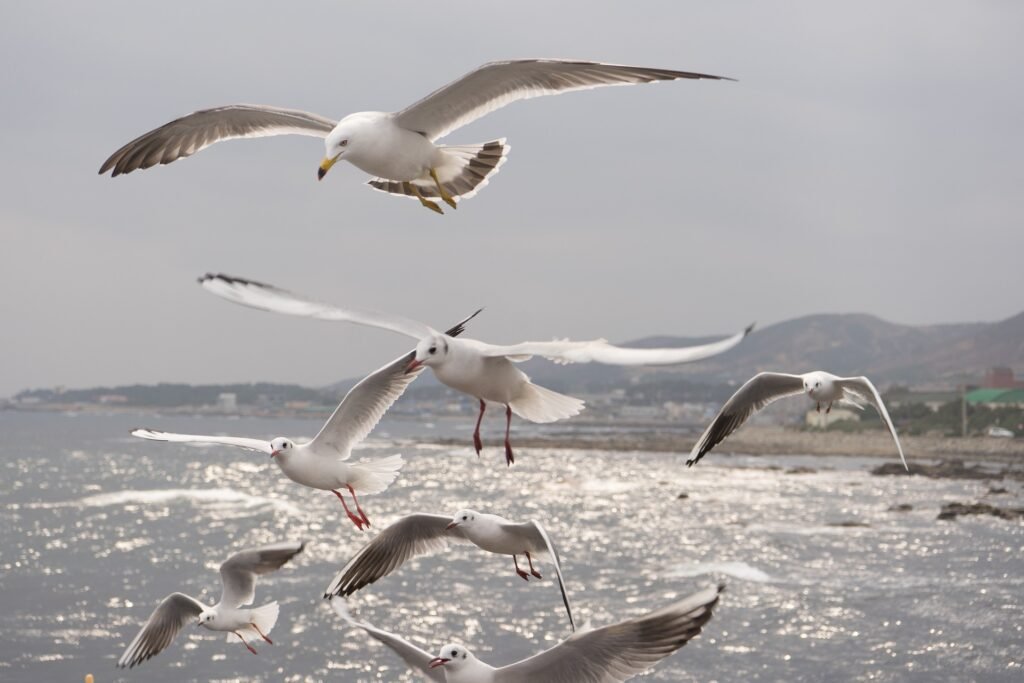 Seagull Lifestyle And Seagull Nesting