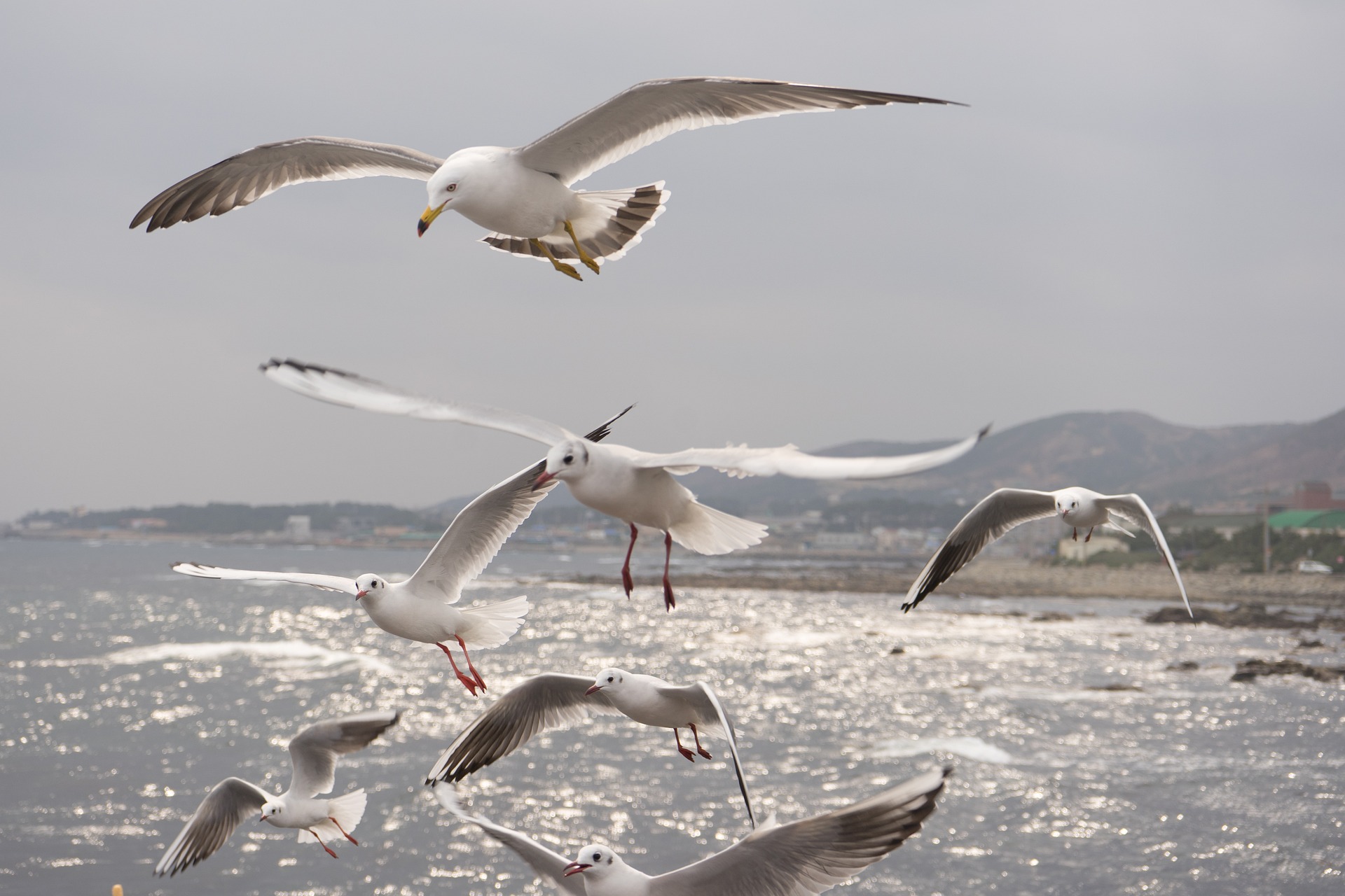 Seagull Lifespan