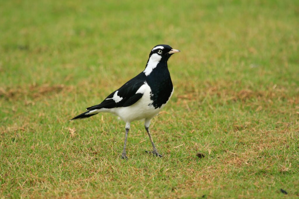 Magpie Lifespan And Magpie Nesting