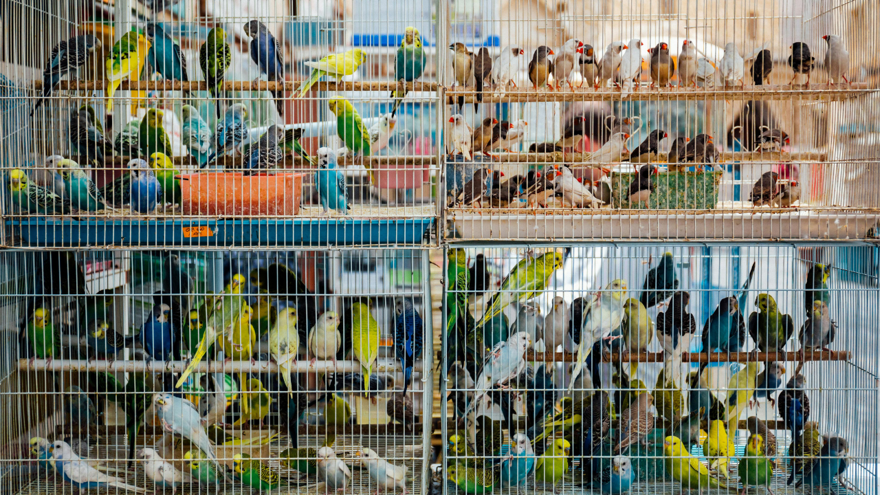 What Do Finches Eat?
