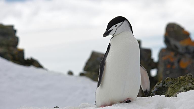 Penguin Names