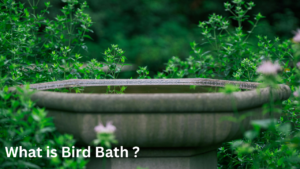 What is Bird Bath ?