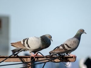 Lifespan Of Pigeon Bird