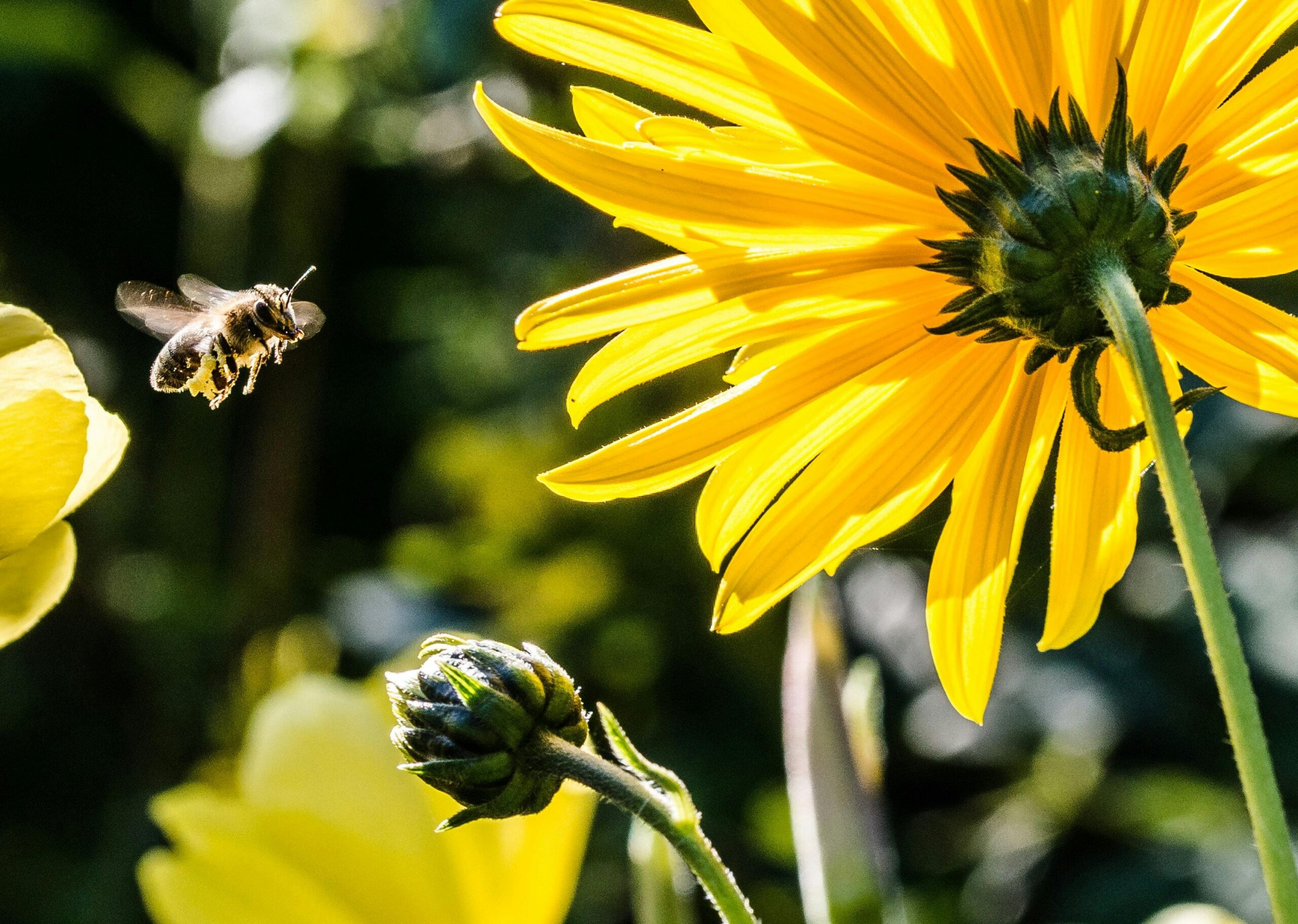 Bee Lifespan: How Long Do Bees Live?