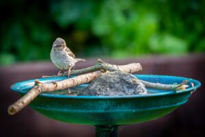 Bird Bath Tops