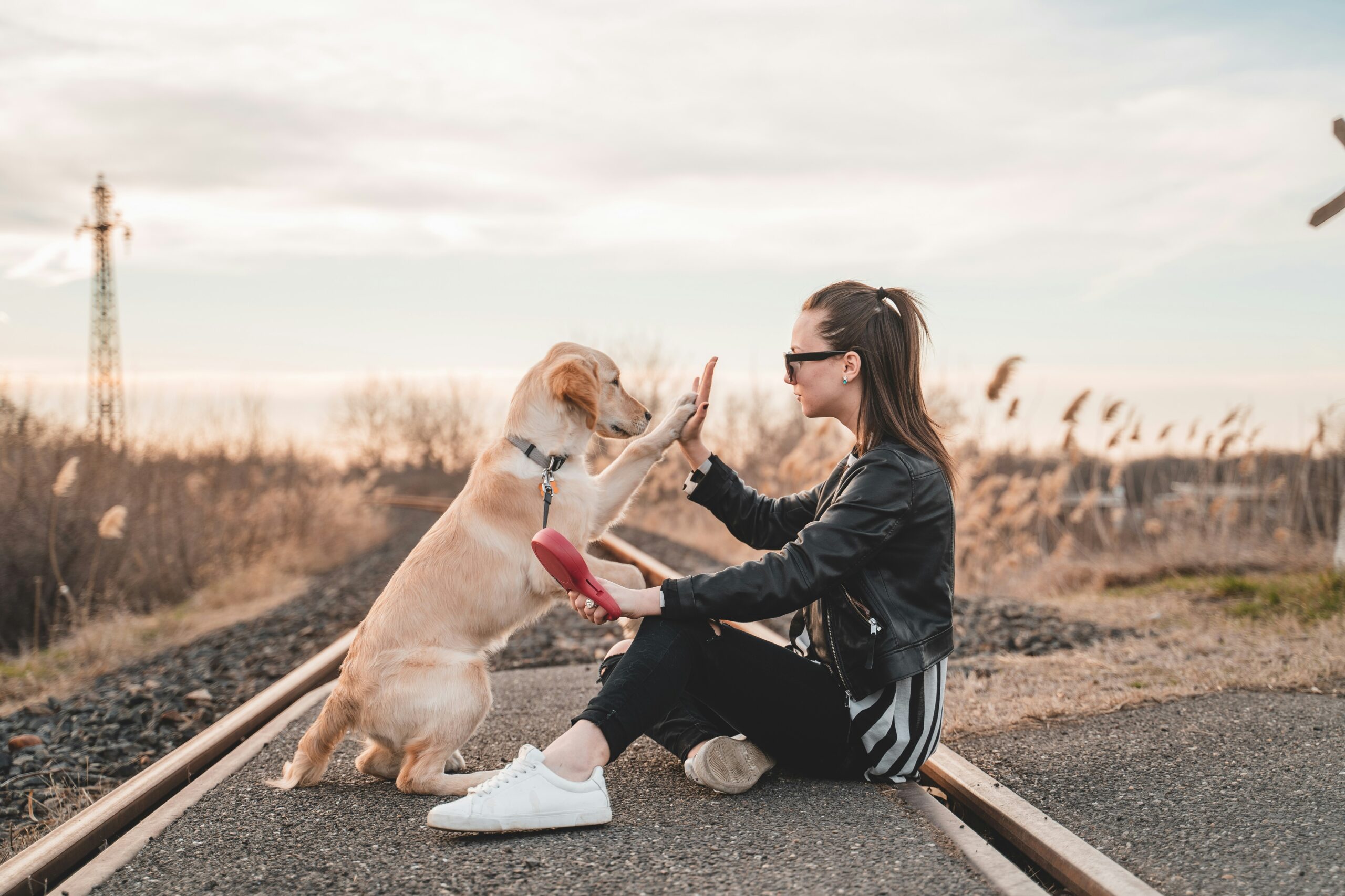 Bird Dog Training Near Me