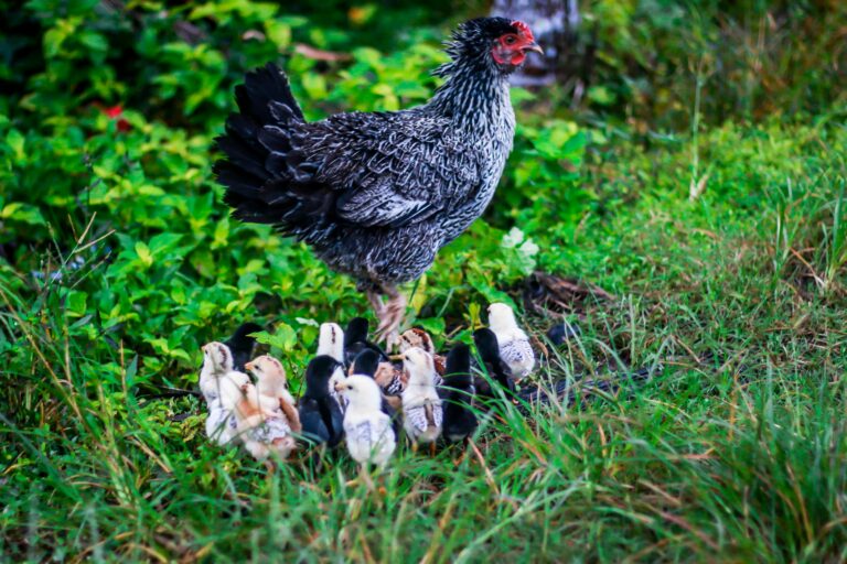 Chicken Lifespan How Long Do Chickens Live