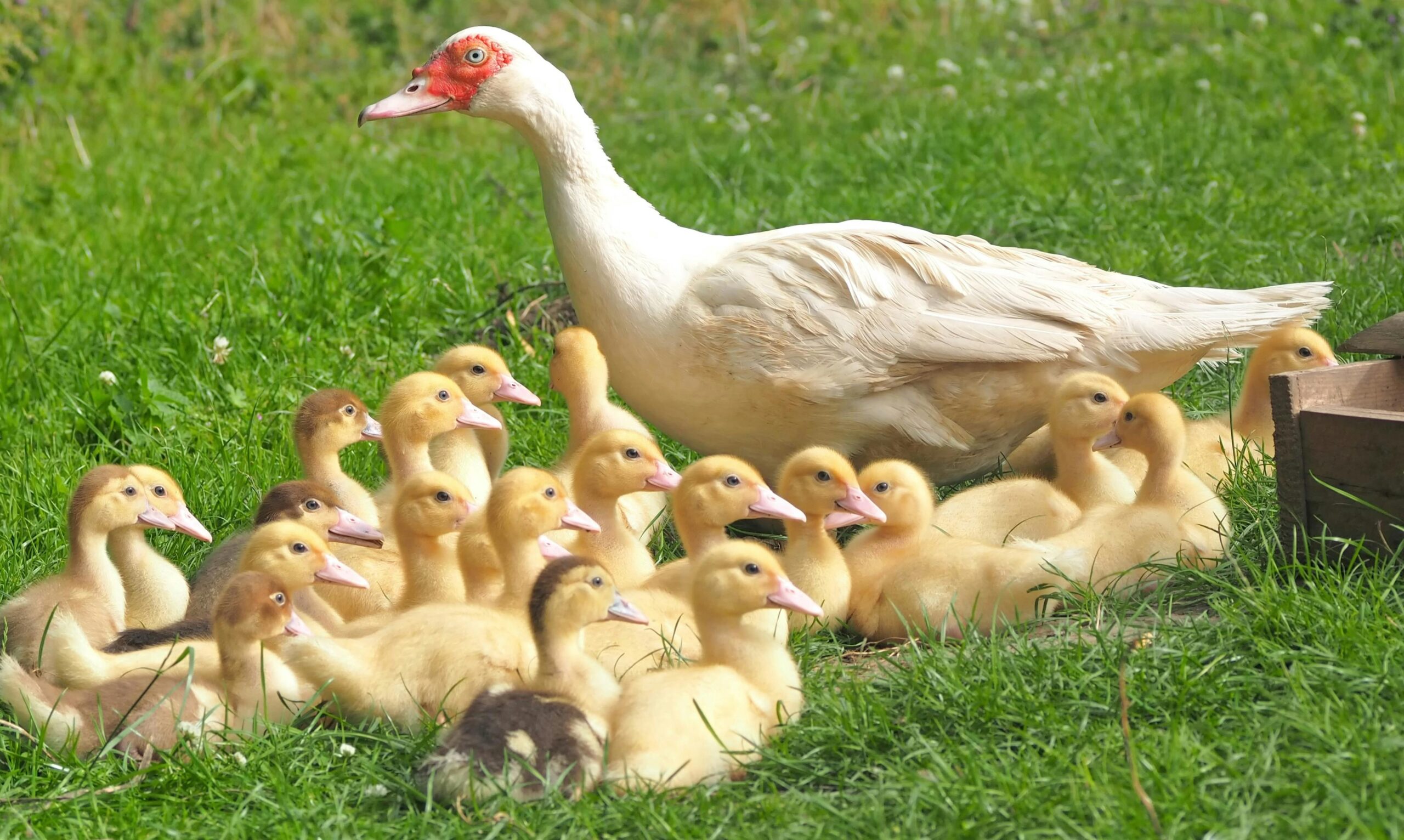 Duck Lifespan How Long Do Ducks Live