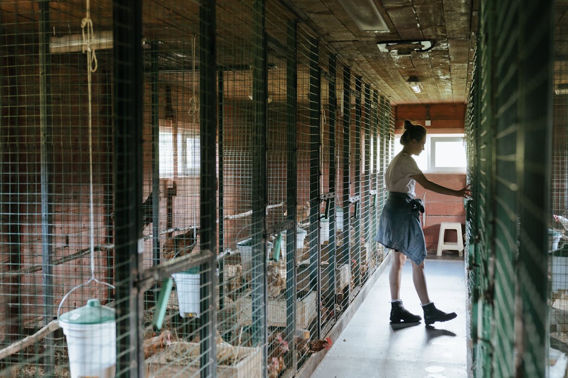 Large Bird Cage