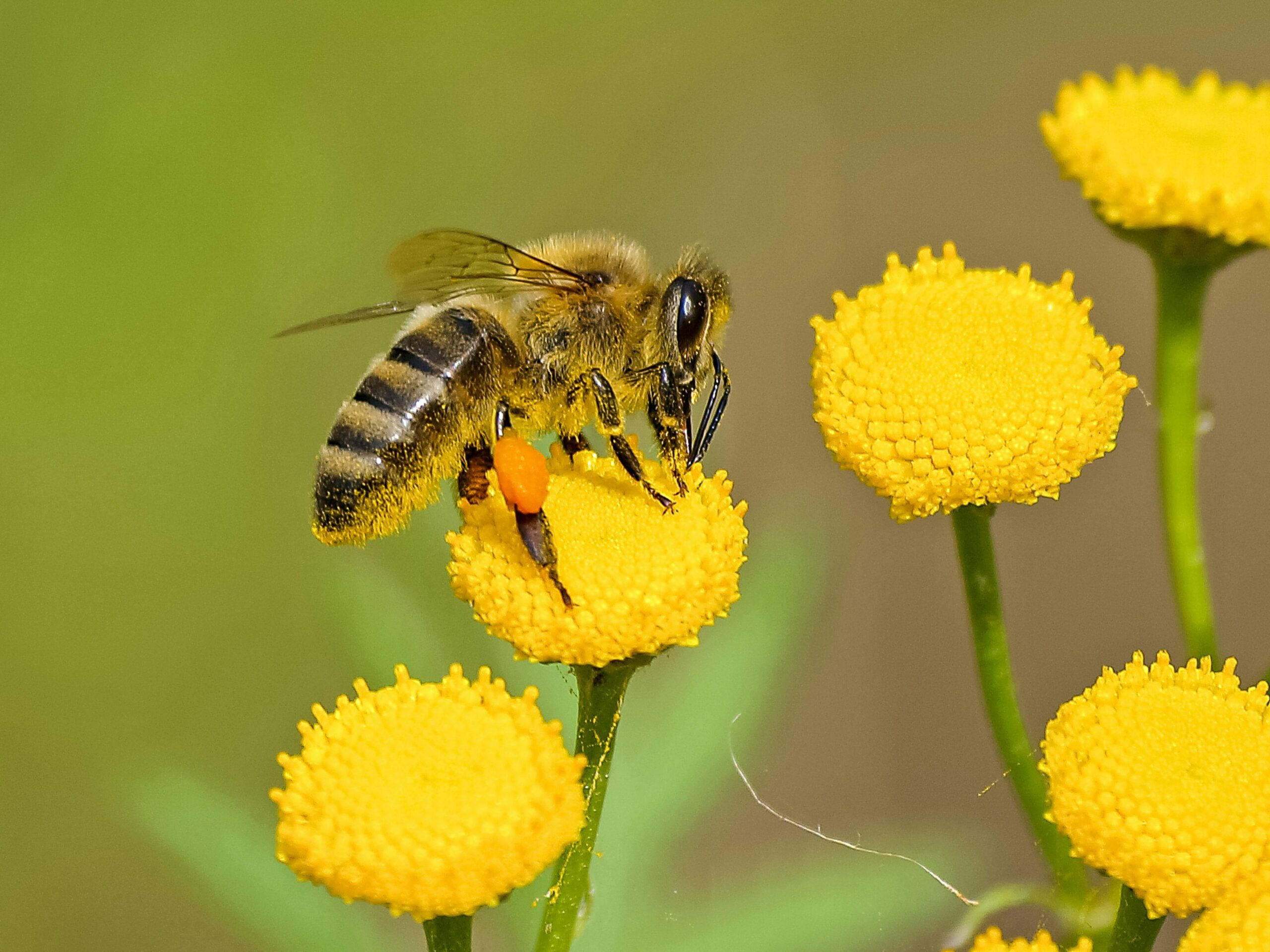 What Do Bees Eat?
