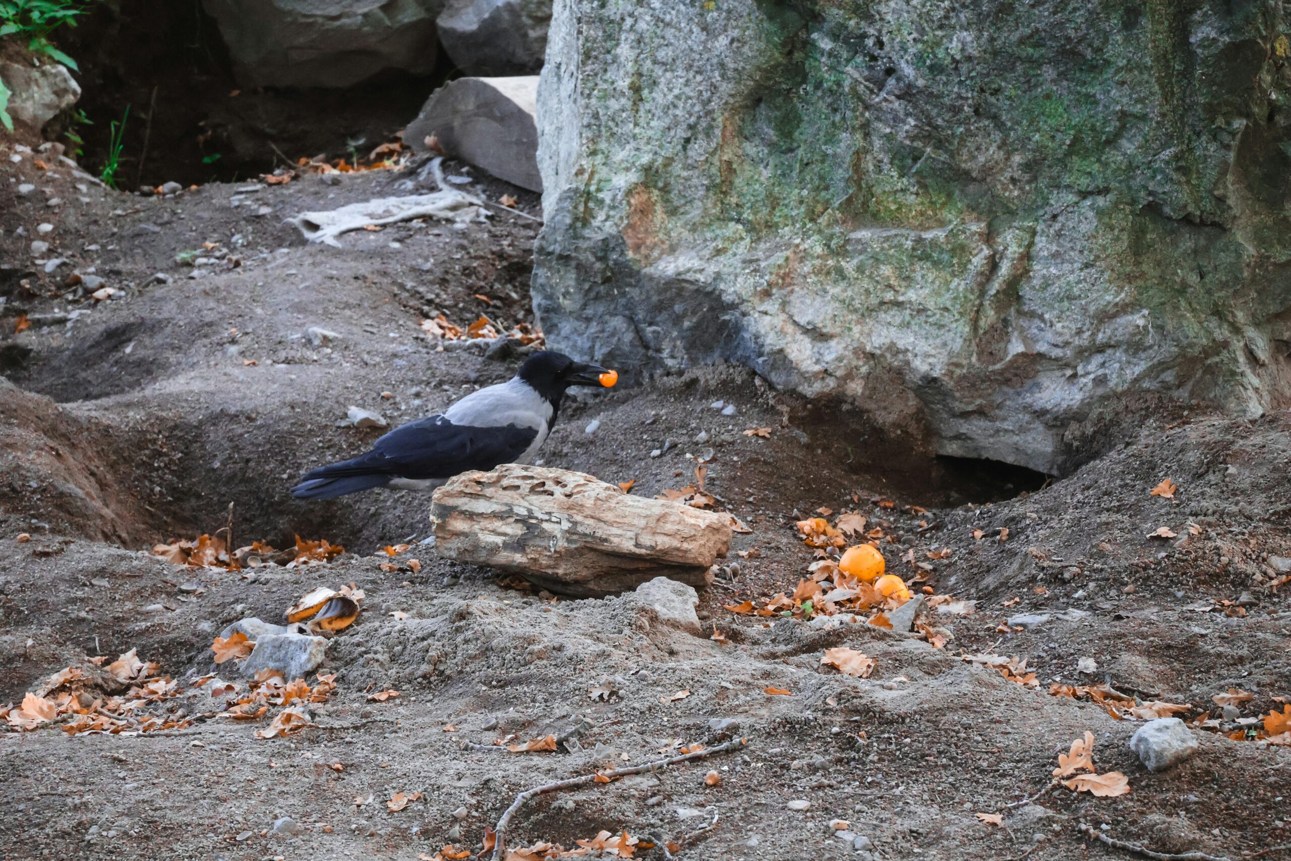Crow Food: What Do Crows Eat?