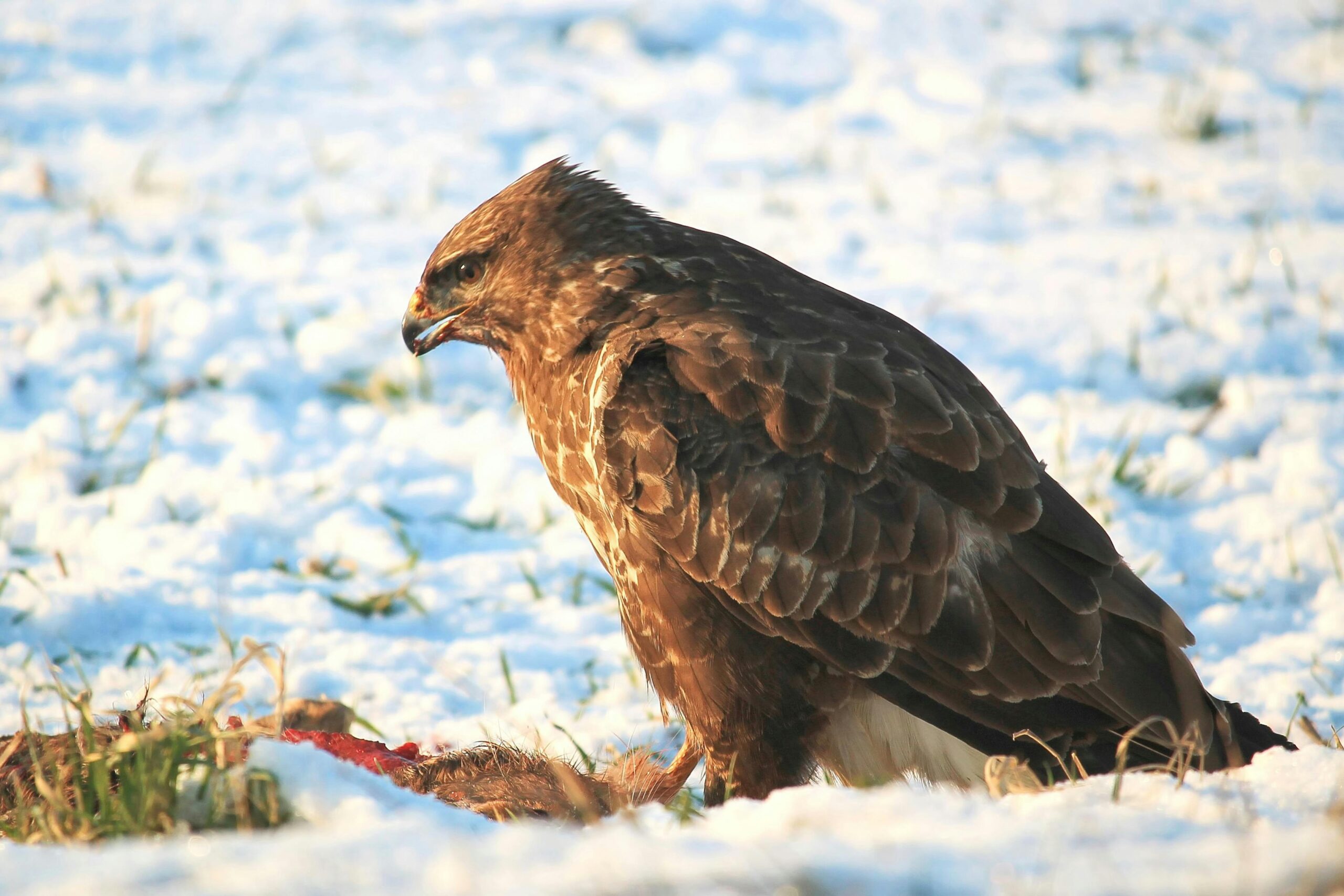 What Do Hawks Eat
