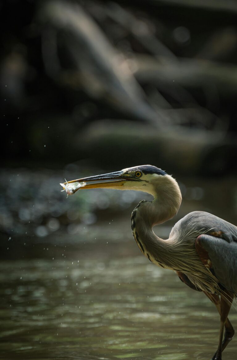 What Do Herons Eat