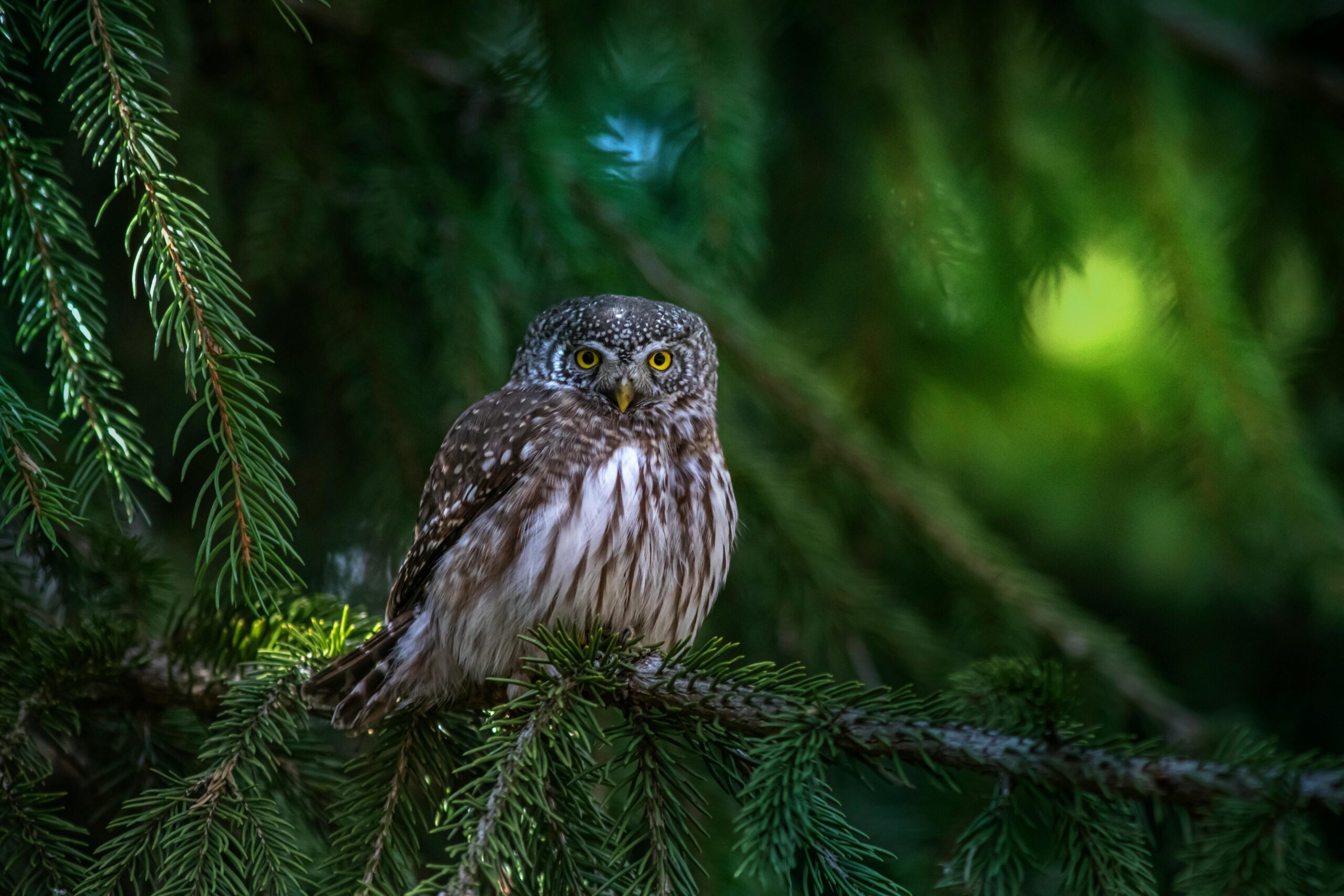 What Do Owls Eat