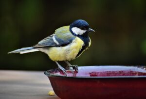 What is a Small Bird Bath?