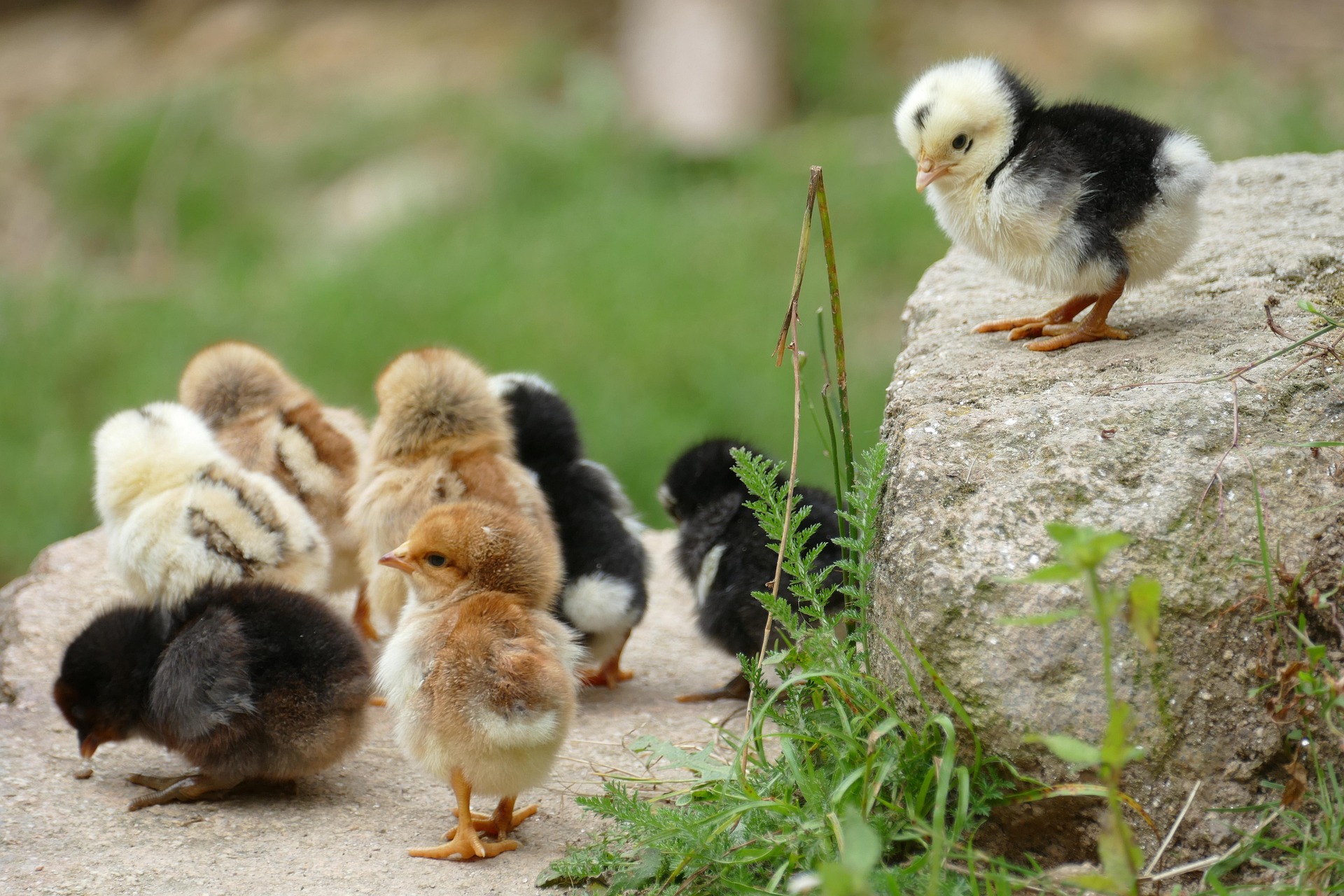 Chicken Life Cycle