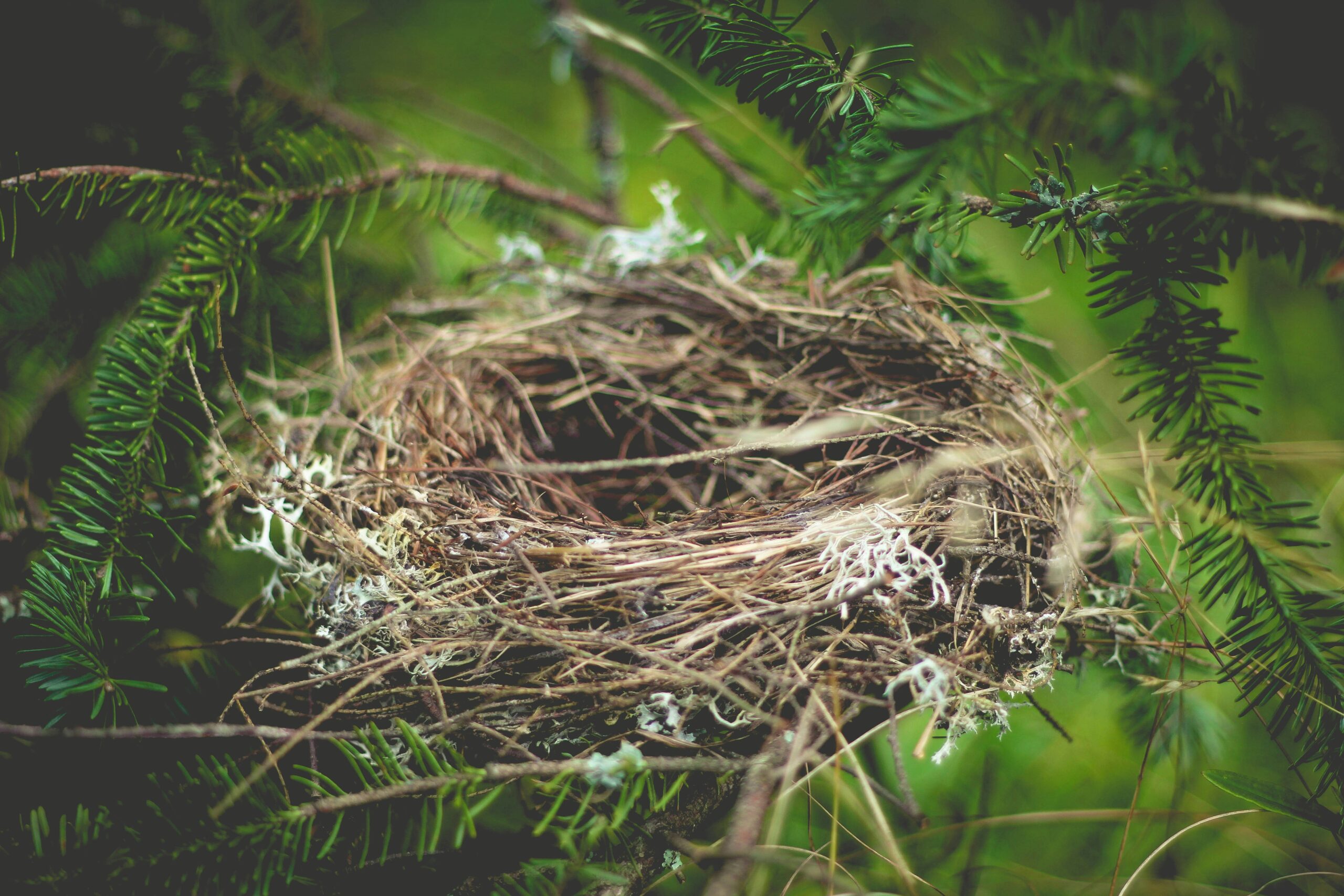 Magpie Nest