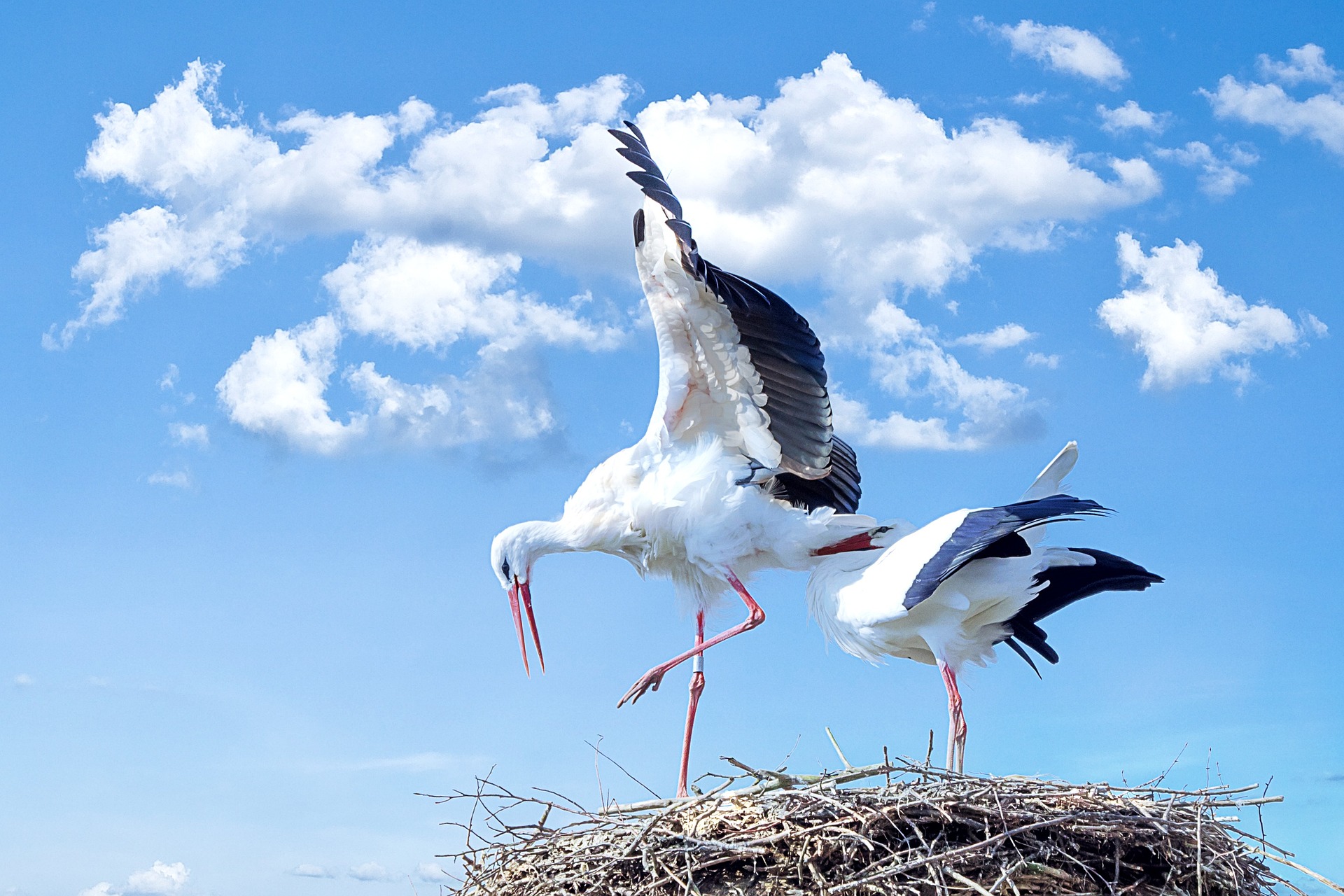 Seagull Nest